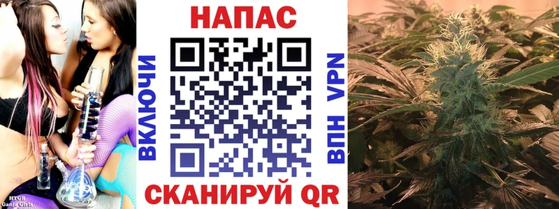 Конопля сатива  Апшеронск 